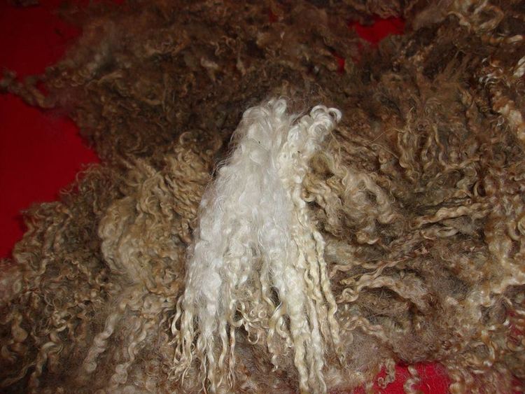 How to Wash Raw Wool Fleece — Unicorn Clean