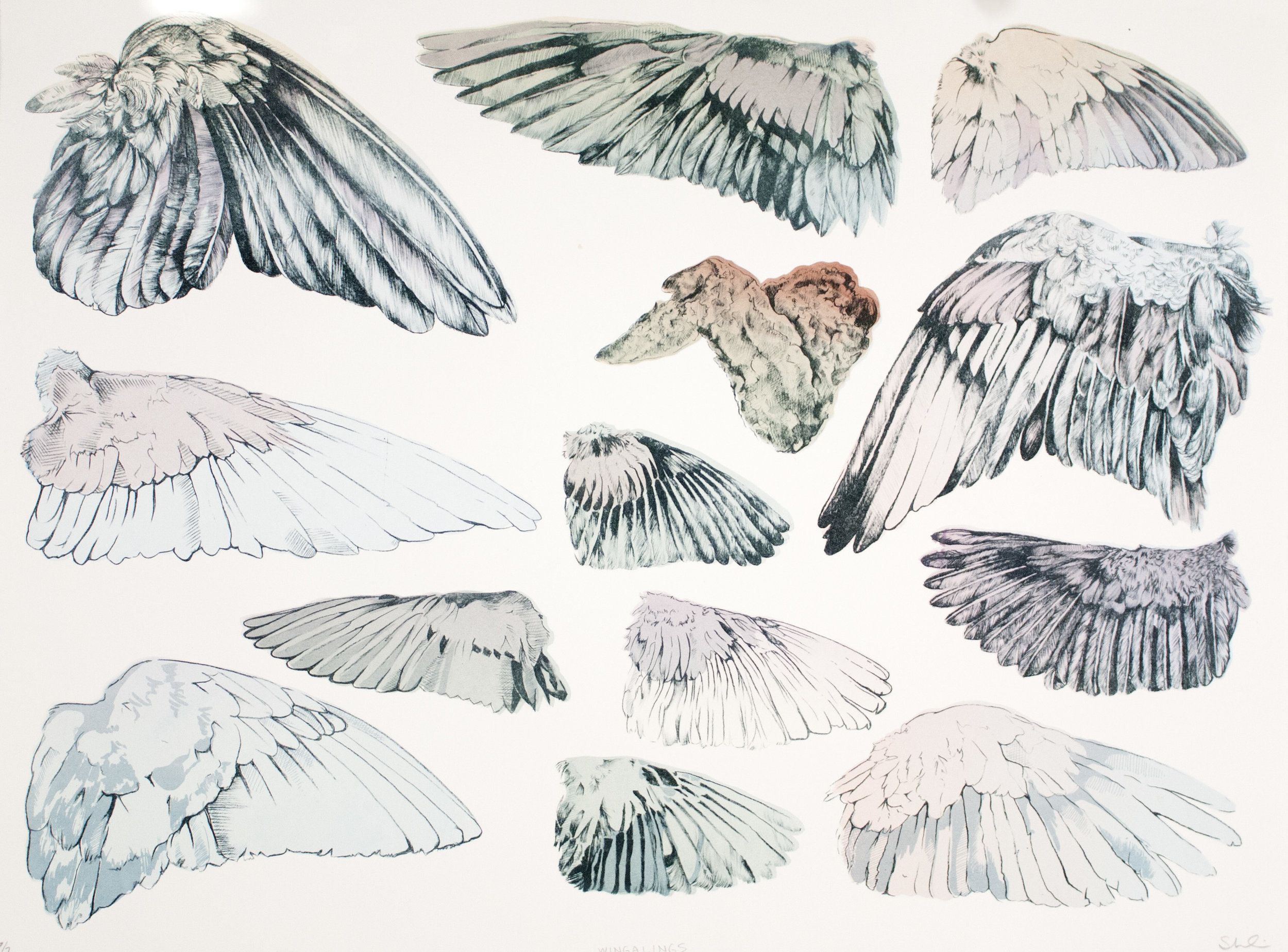  “Wingalings” Lithography, screenprint 18”x24” 