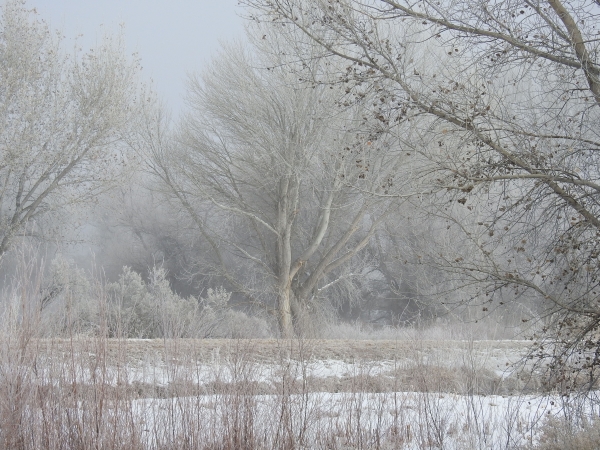  Sherri Bryant - Quiescence -- Best Digital Judges Award