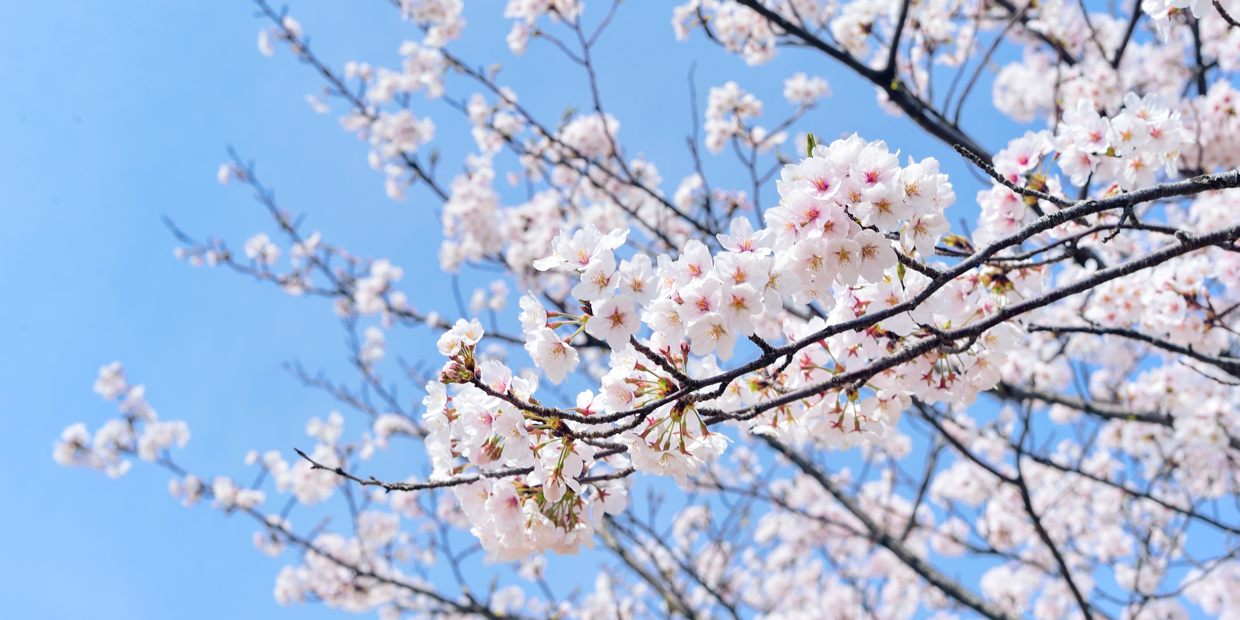 Spring Rest: Ways to Refresh Your Mind &amp; Body 