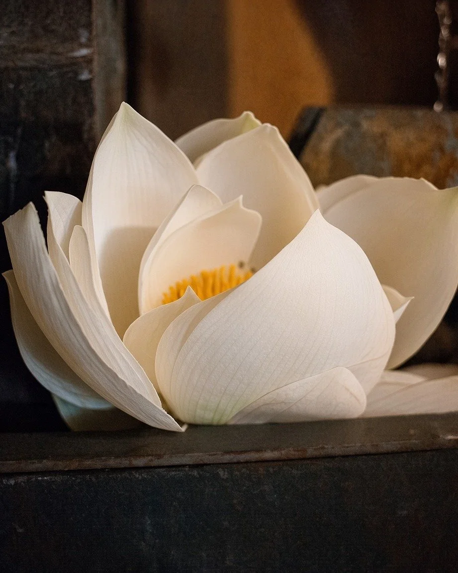 A lotus by the fountain, West Covina
