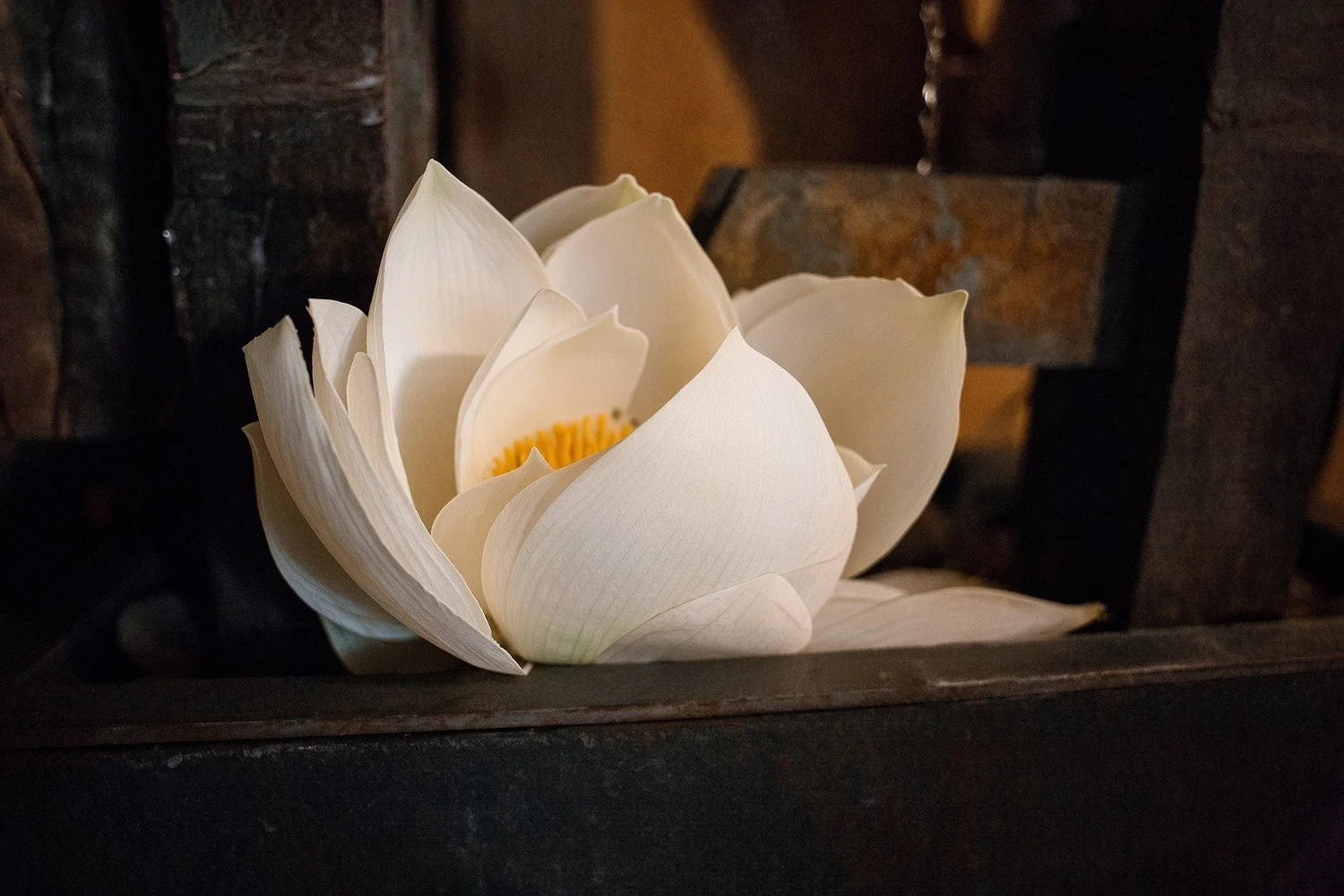 A carved white lotus on a dark wooden shelf at Serenity Zen