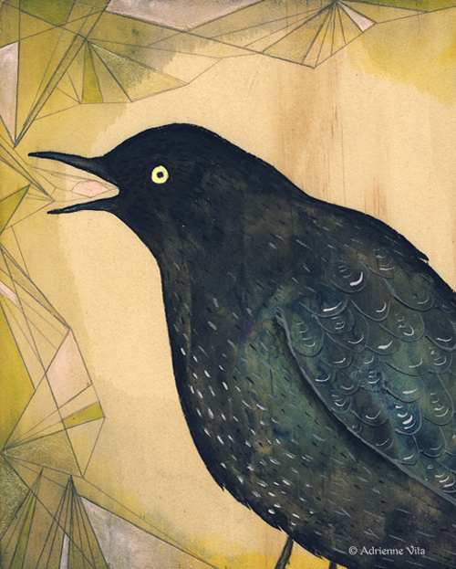 adriennevita_blackbird_illus.jpg