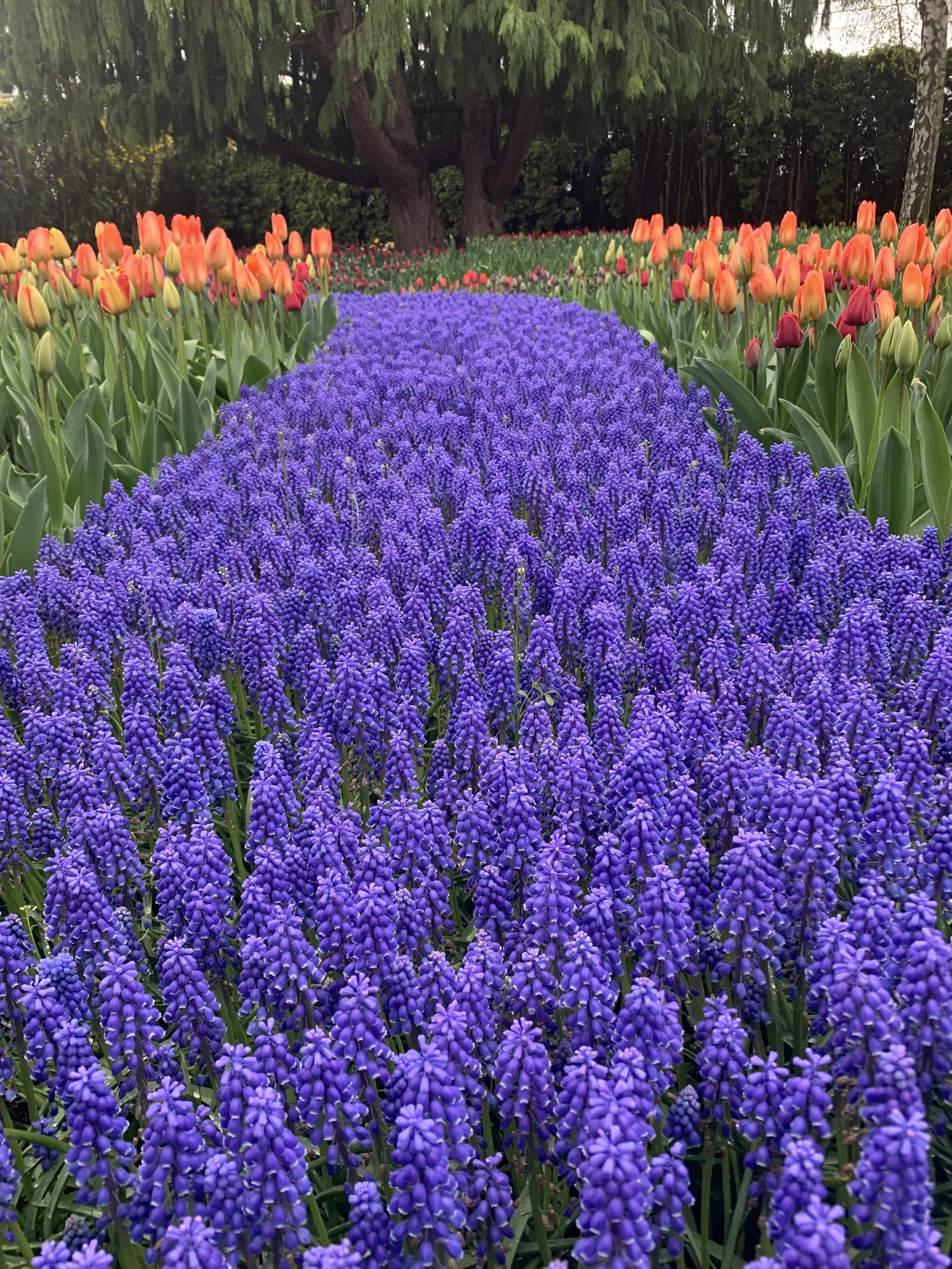 Can Scents Like Lavender Promote Sleep?
