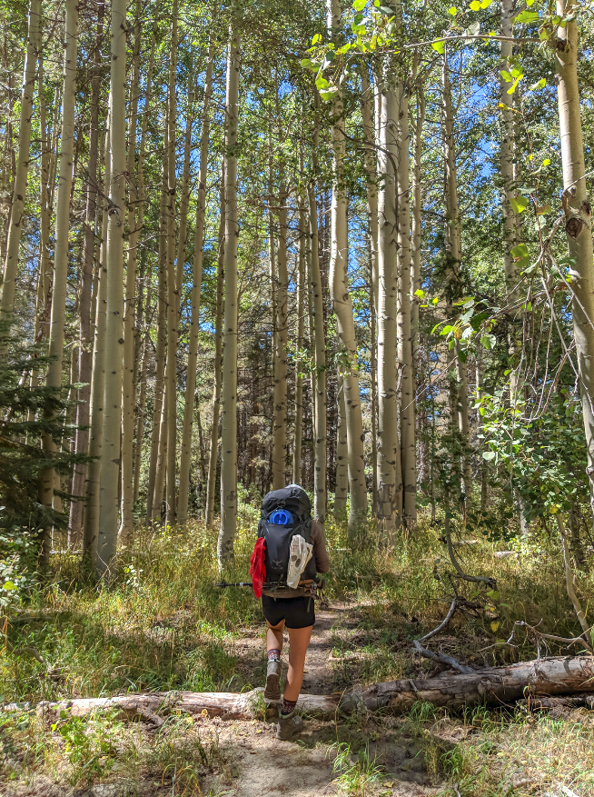 A grove of Aspen trees along Fish Creek Trail