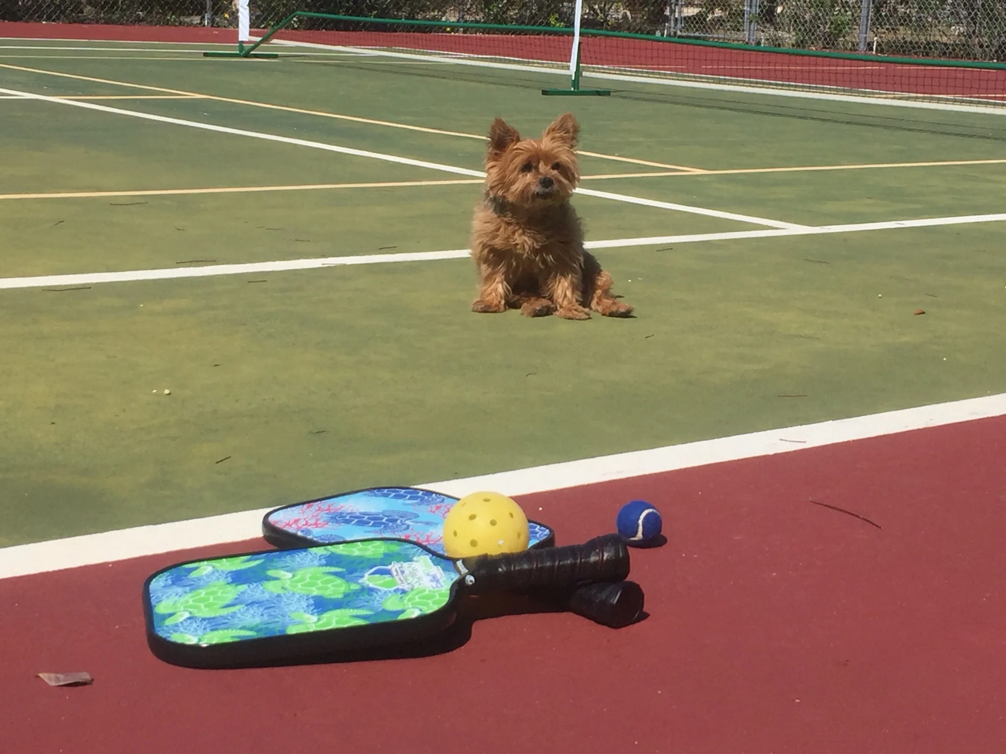 Green Turtle on Blue Sea