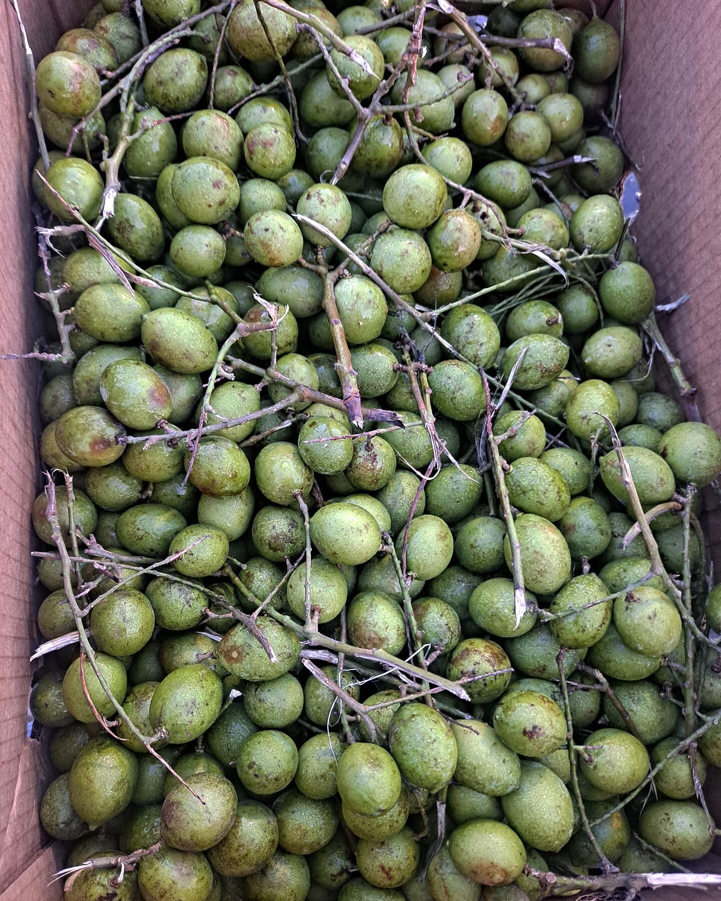 Excited and definitely having a #Greatrising . Just scored some #Quenepas The fruit goes by many different names, including Melicoccus bijugatus, genip, guinep, genipe, ginepa, ken&egrave;p, quenepa, quenepe, quenette, chenet, talpa jocote, mam&oacut