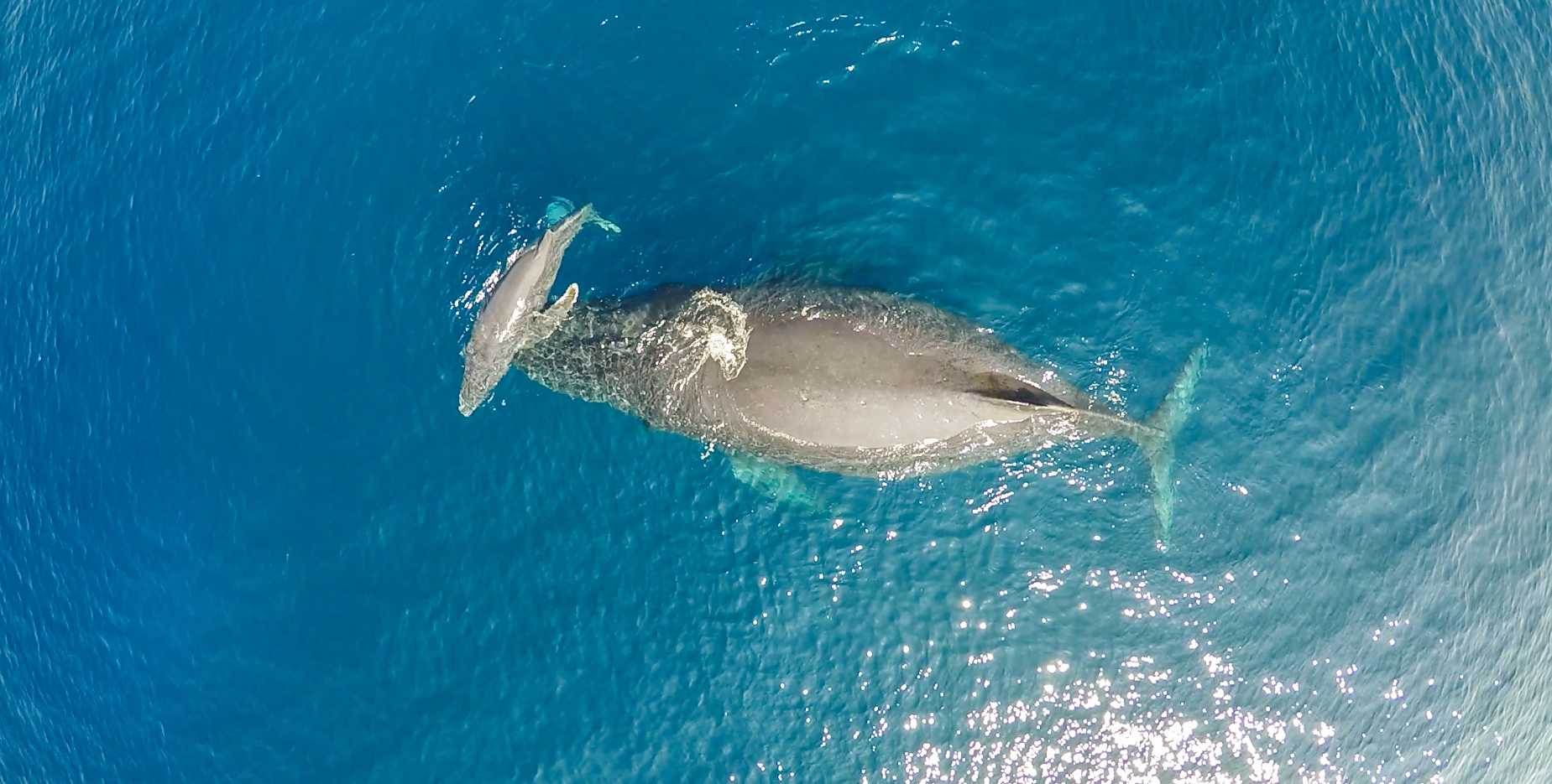 stand-up-paddle-boarding-tours-maui-hawaii.jpg (Copy)