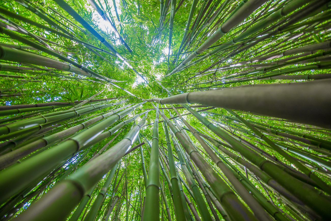 bamboo-forest-hike-epic-experience-maui