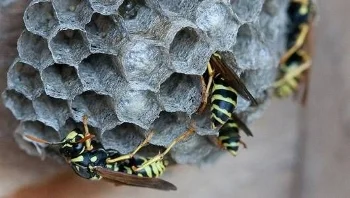 Mad Destroys Wasp Nest With Bare Hands