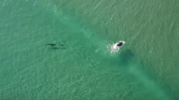 Amazing Drone Footage Of Sharks, Surfers And Paddle Boarders 