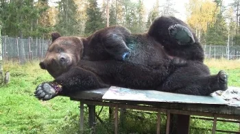 A 900 Pound Brown Bear Is Selling His Paintings