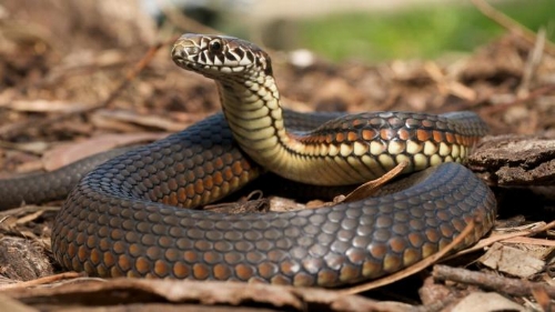 Hilarious Scary Snake Prank, Neil Henry