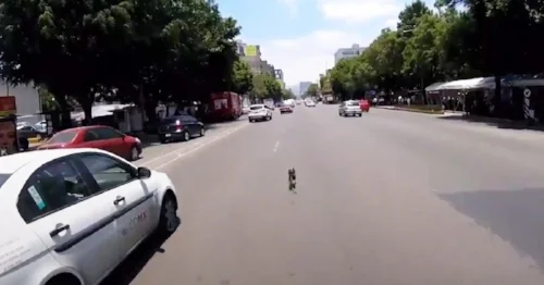 GoPro Video: Good Samaritan Chases After A Runaway Dog In Mexico