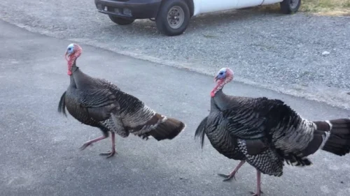 Female Postal Worker Chased By Wild Turkey