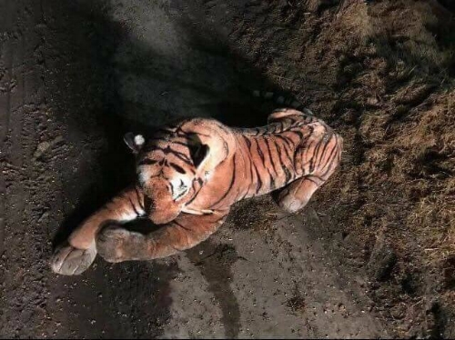Police Have 45 Minute Standoff With Stuffed Tiger