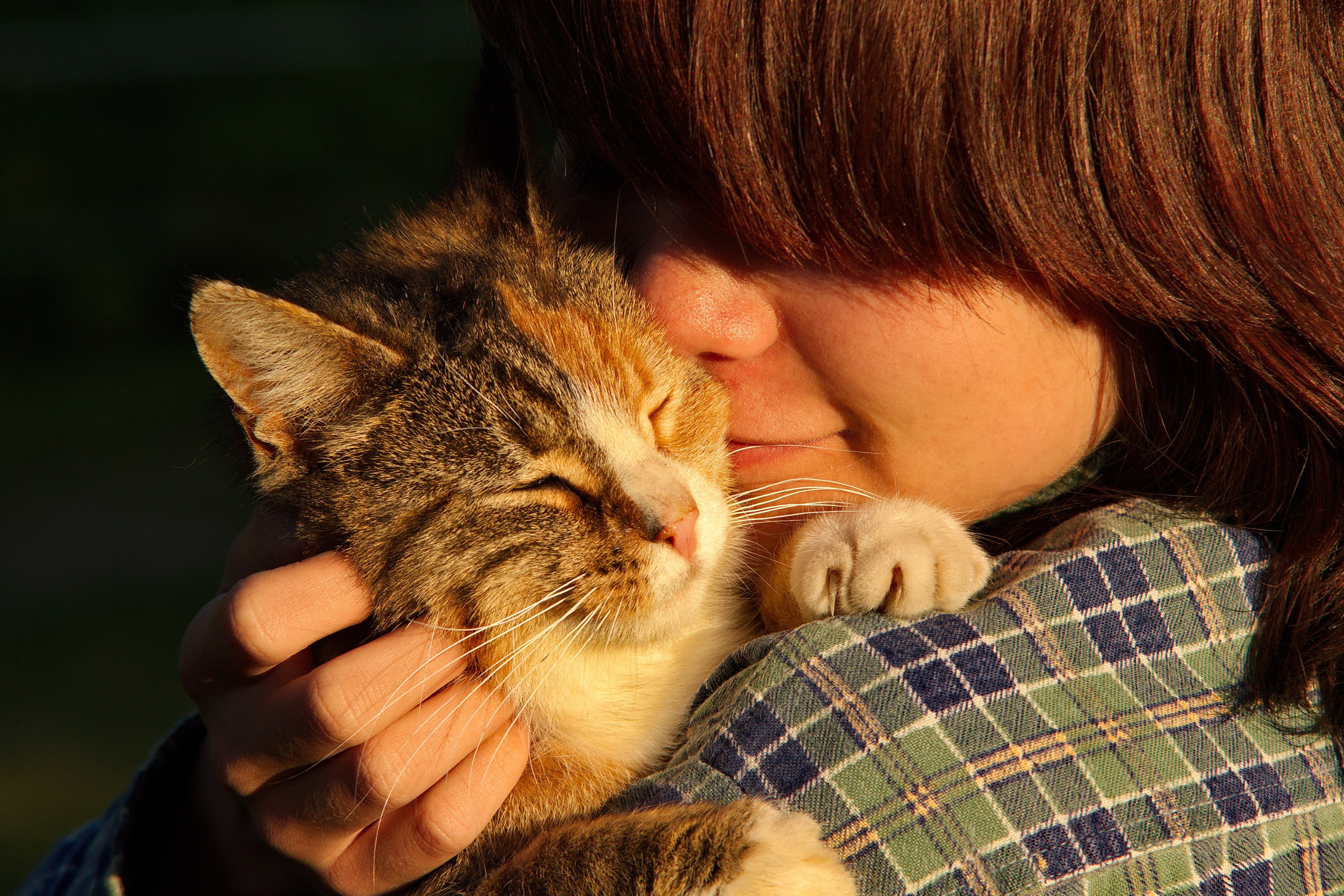 cat new.png