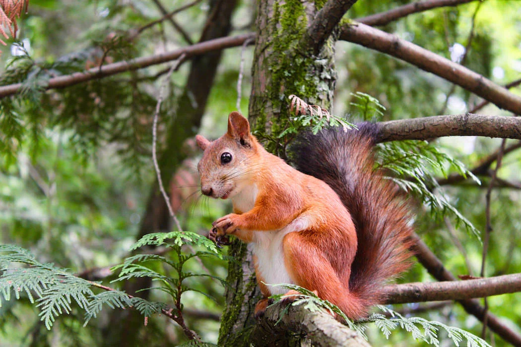 Finished Royalty free Pexels photo that we resized in Windows Paint of one thuggish squirrel.