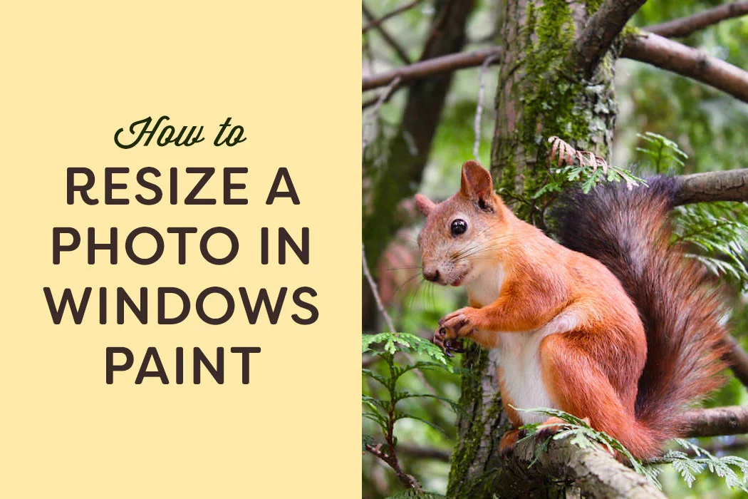 Resiszing a photo in Windows Paint is an easy and essential process for web use.