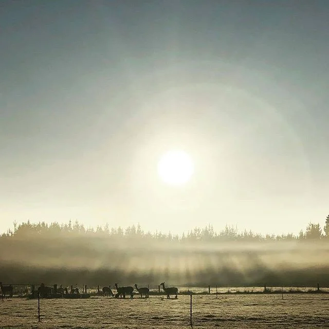 Sunrise and mist over Revelation NZ Alpaca Stud, Waimate District NZ. 📸 : @revelationnzalpacastud