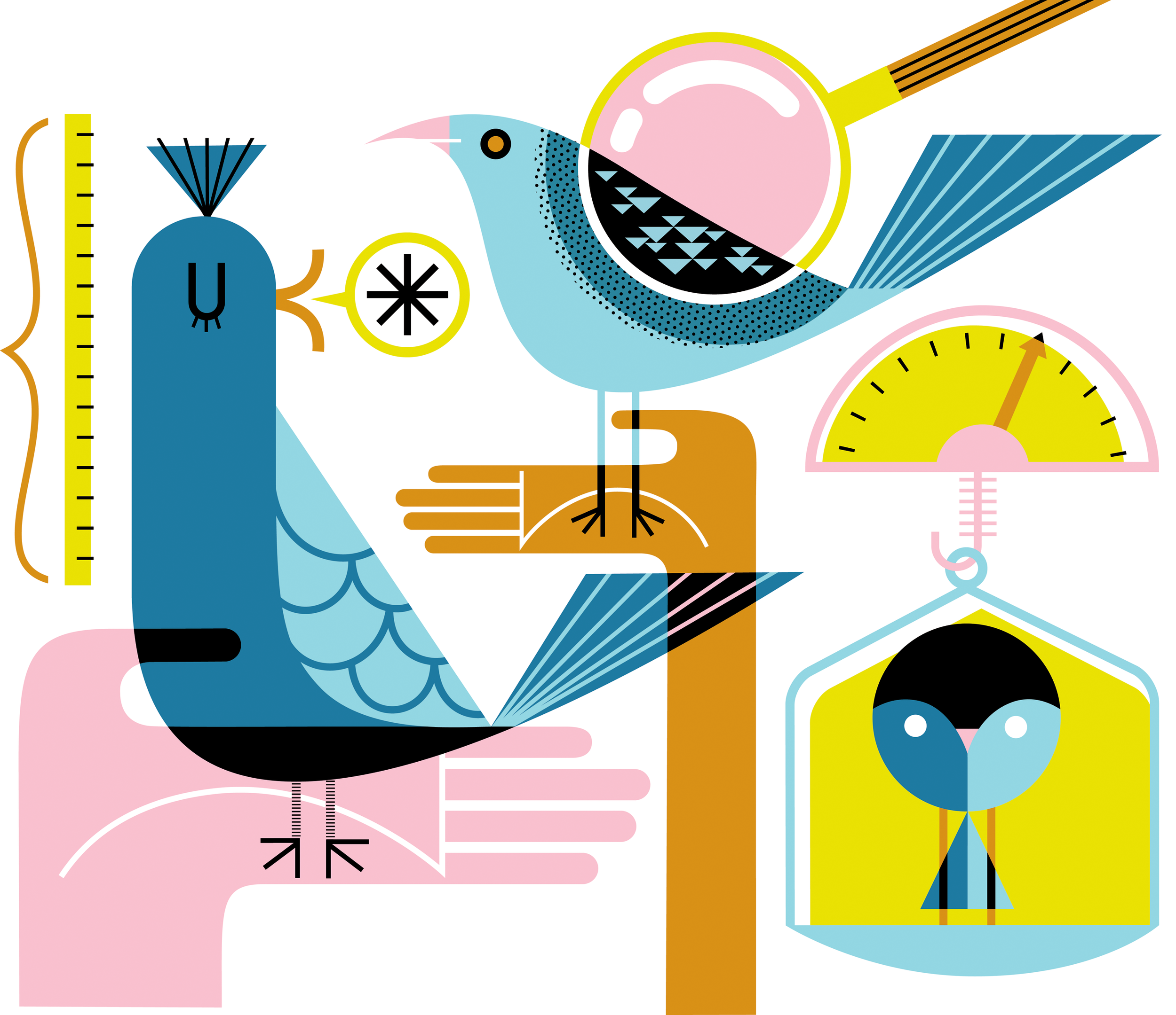 Birdmeasuring.png