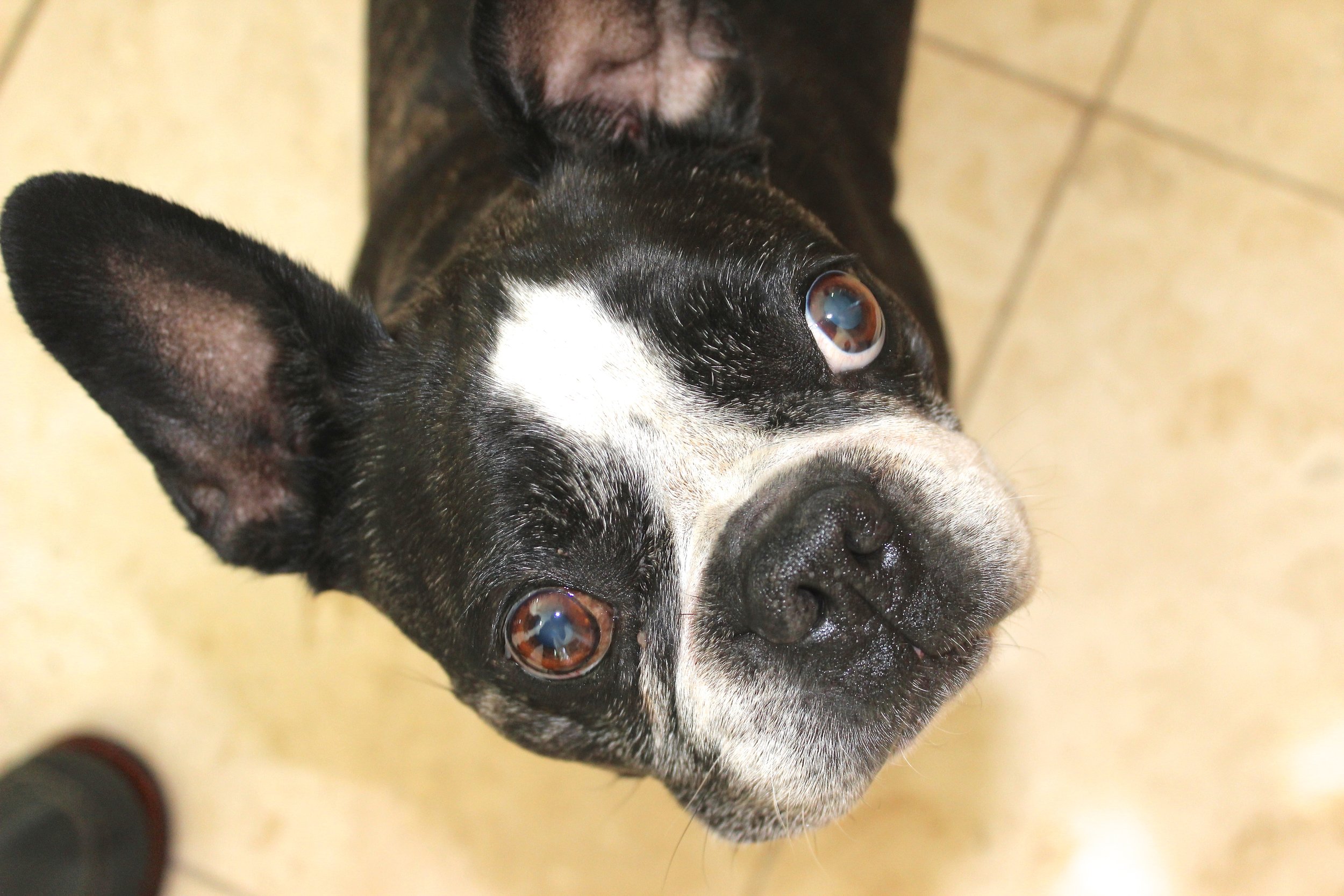 I had to add this one in. Guido looked so cute asking for some too!