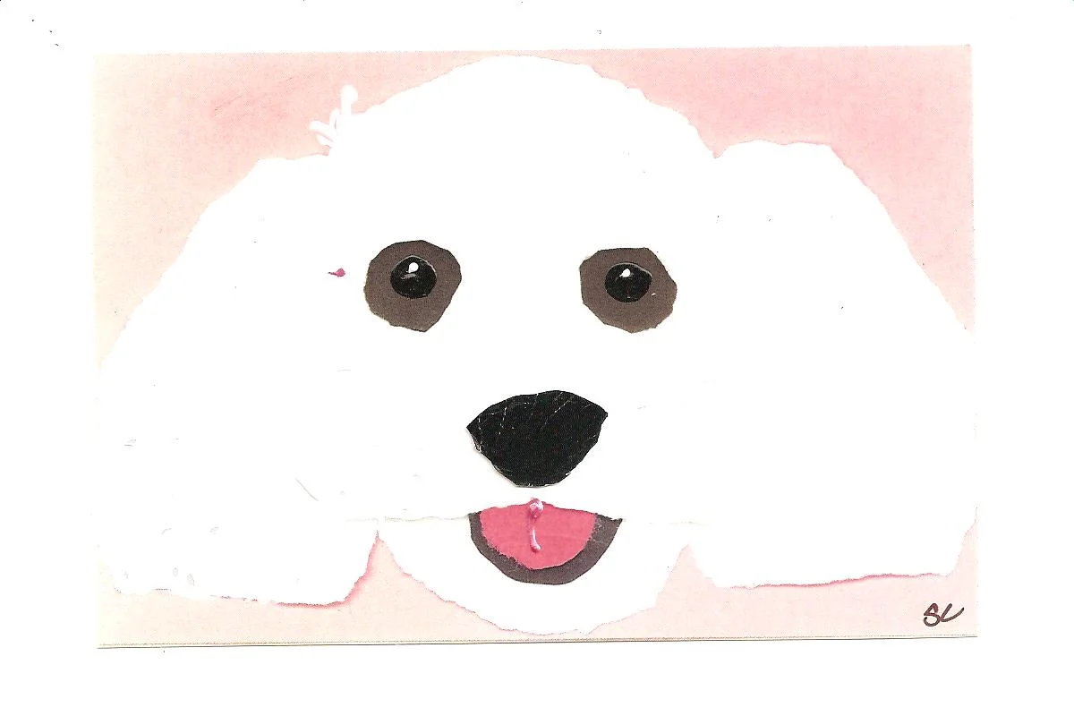 Dog Bitsy Bischon.jpg