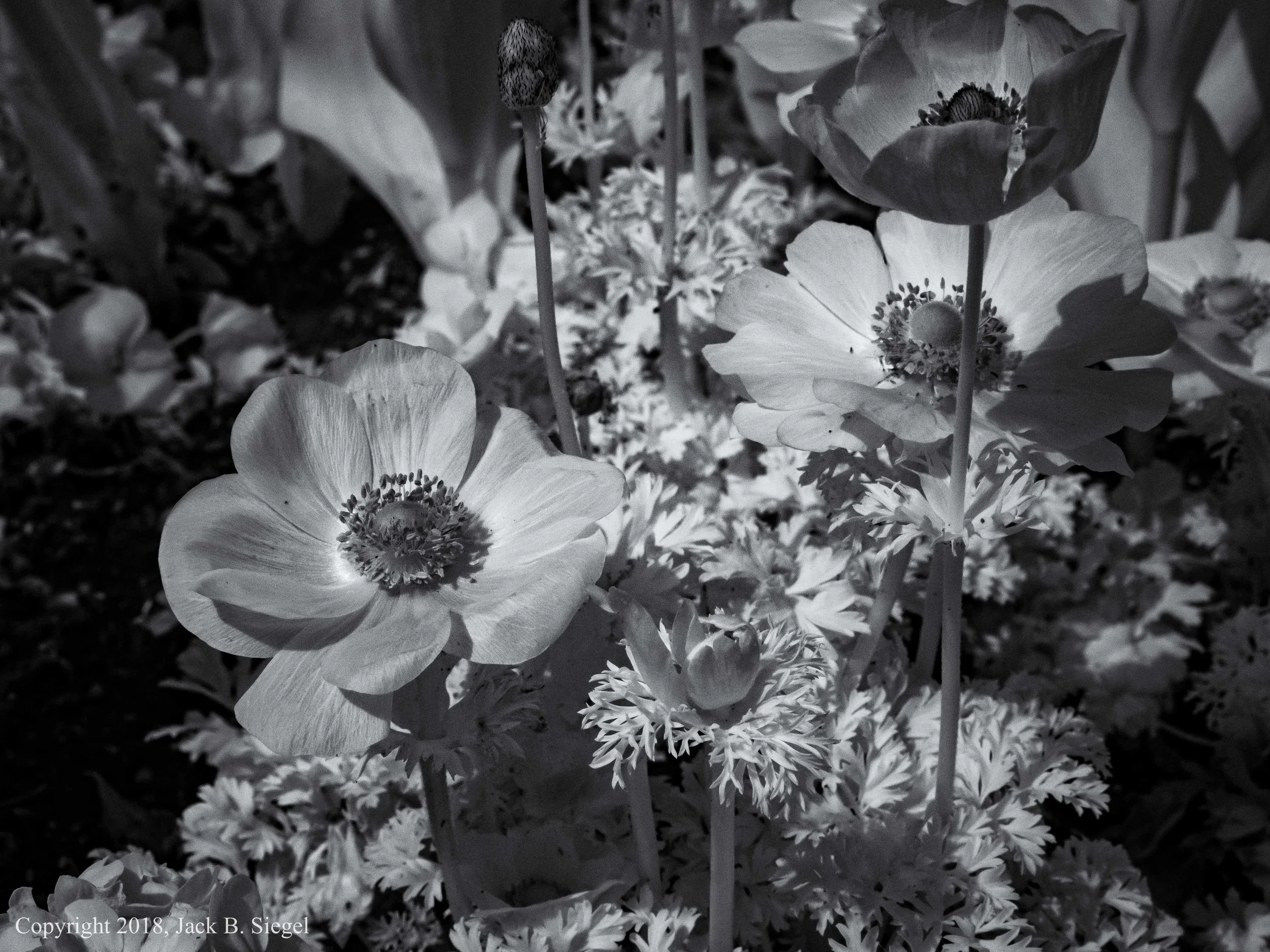 P1010176PS__Copyright_Berkshire Poppies.jpg