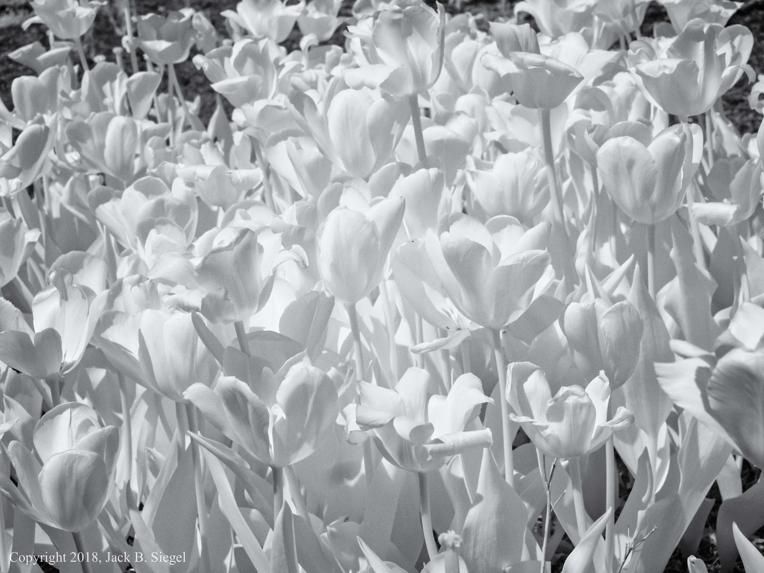 P1010173PS__Copyright_Some Red Tulips Among Others.jpg