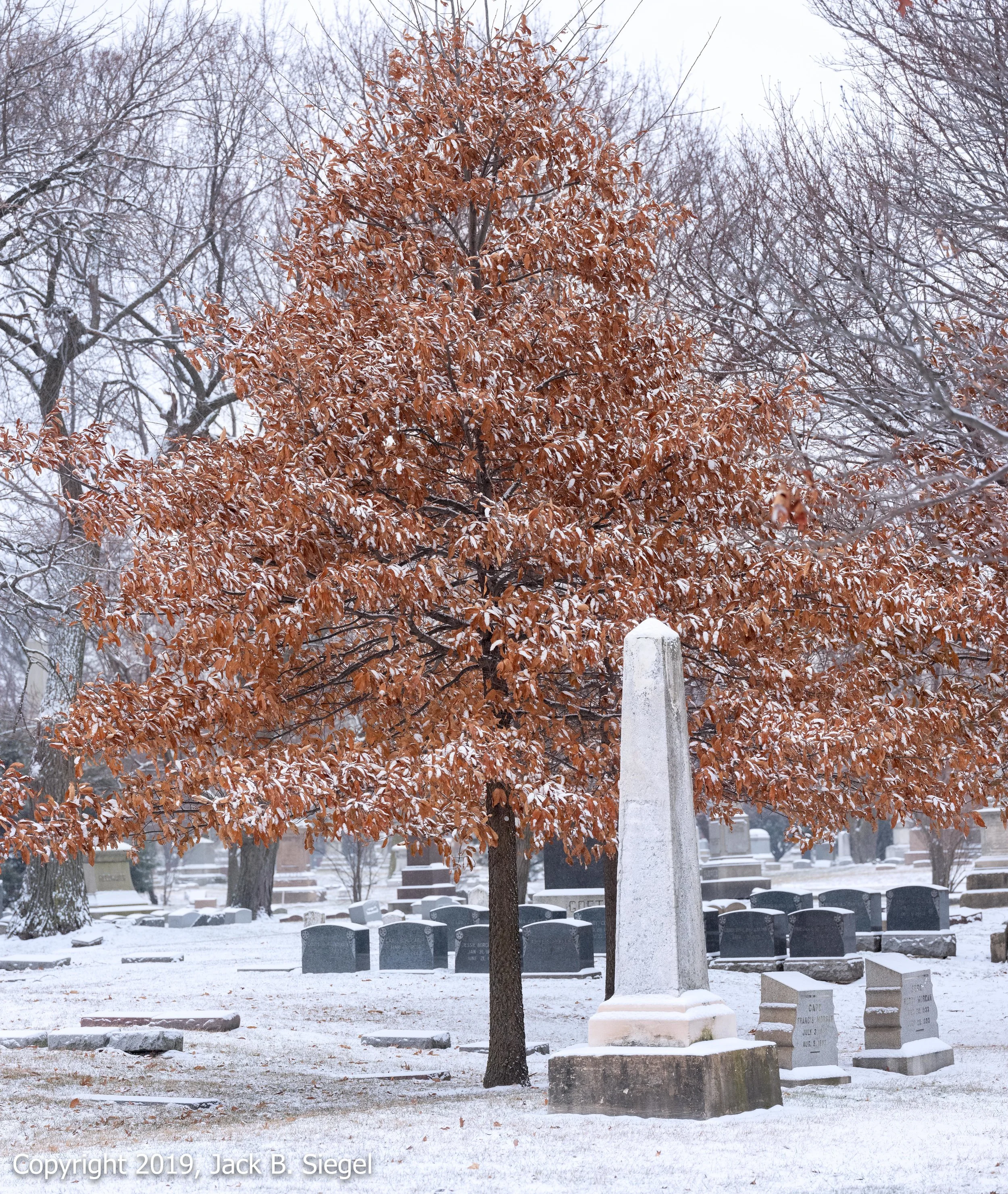 _DSF1667PS__Copyright 2018 jpeg_Tree and Tombs in Snowfall.jpg