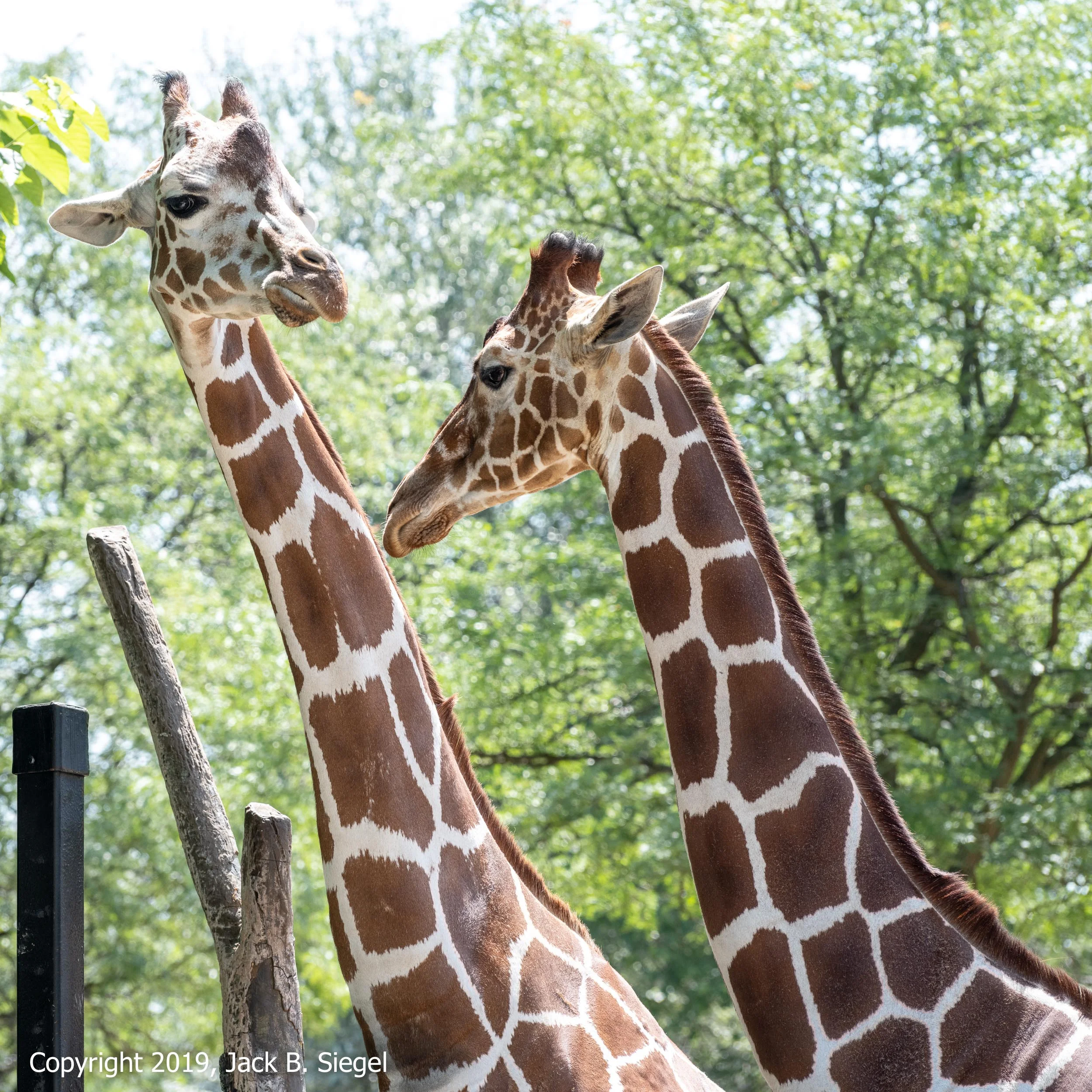 _DSF4745_Copyright 2018 jpeg_Two Heads Are Better Than One.jpg