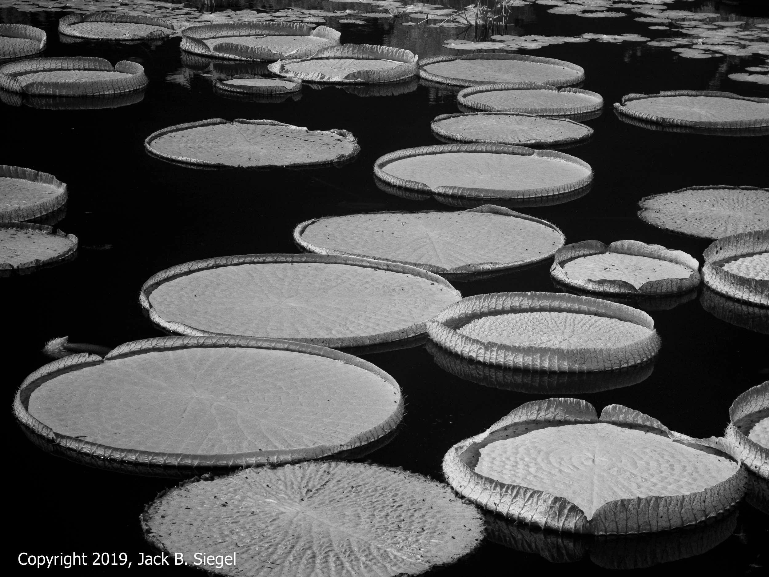 P1010052_Copyright 2018 jpeg_Lily Pads.jpg