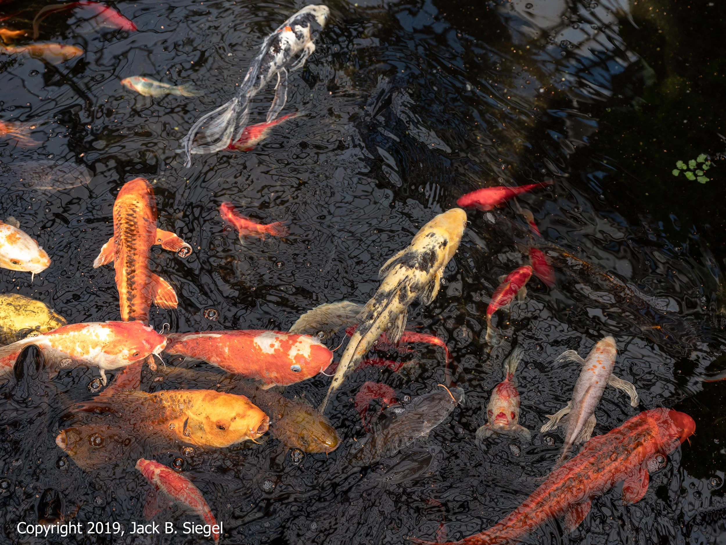 DSCF8603_Copyright 2018 jpeg_Koi.jpg