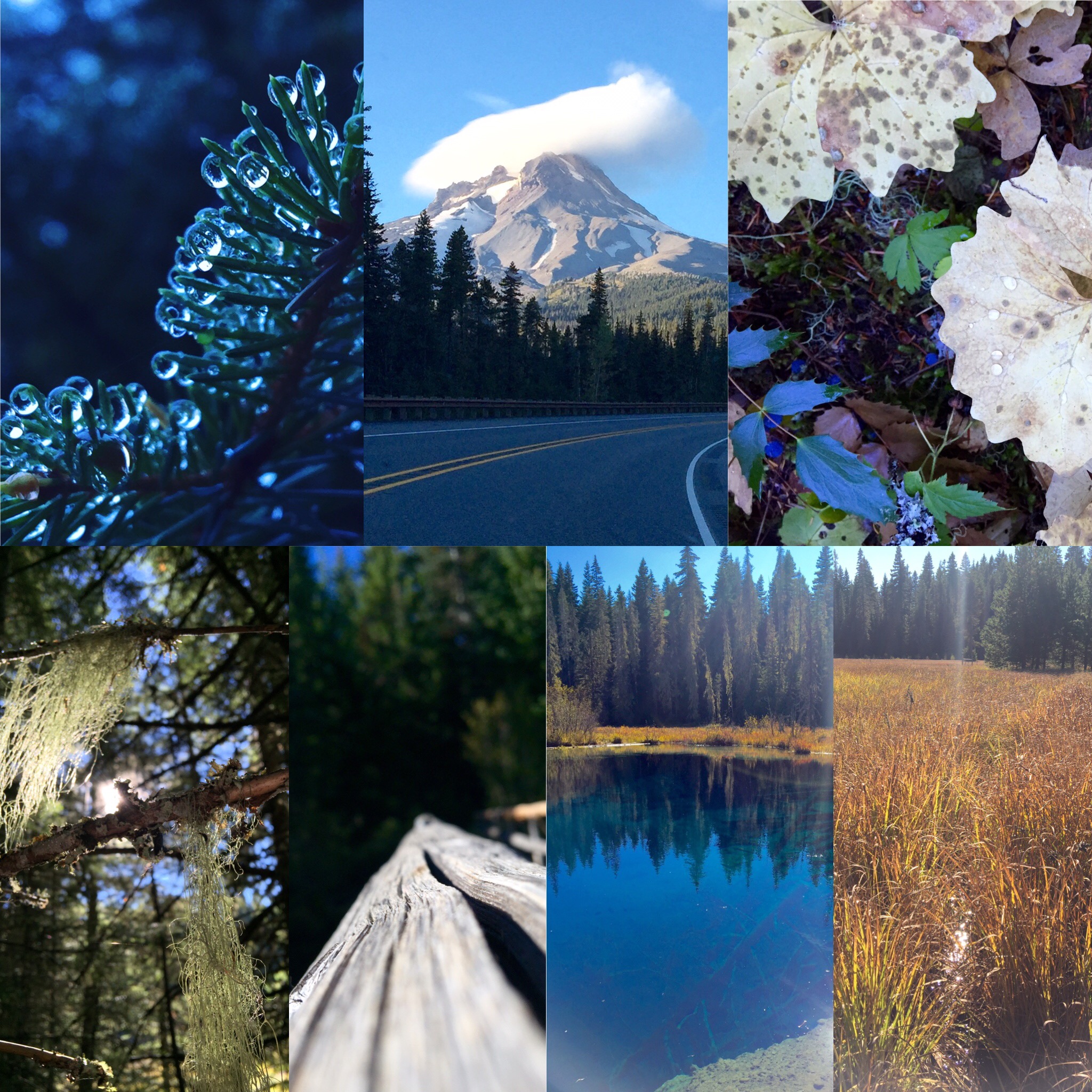 Dew caught on pine needles on a forested path, part of the Pacific Crest Trail and a lone cloud on a blue Oregon day and fall-colored trilliums with blue Oregon Grape and sun shining through old man's beard and a bridge over a cold stream that flowed from a blue glacial lake and a golden field with bits of sparkling water peeking through. 