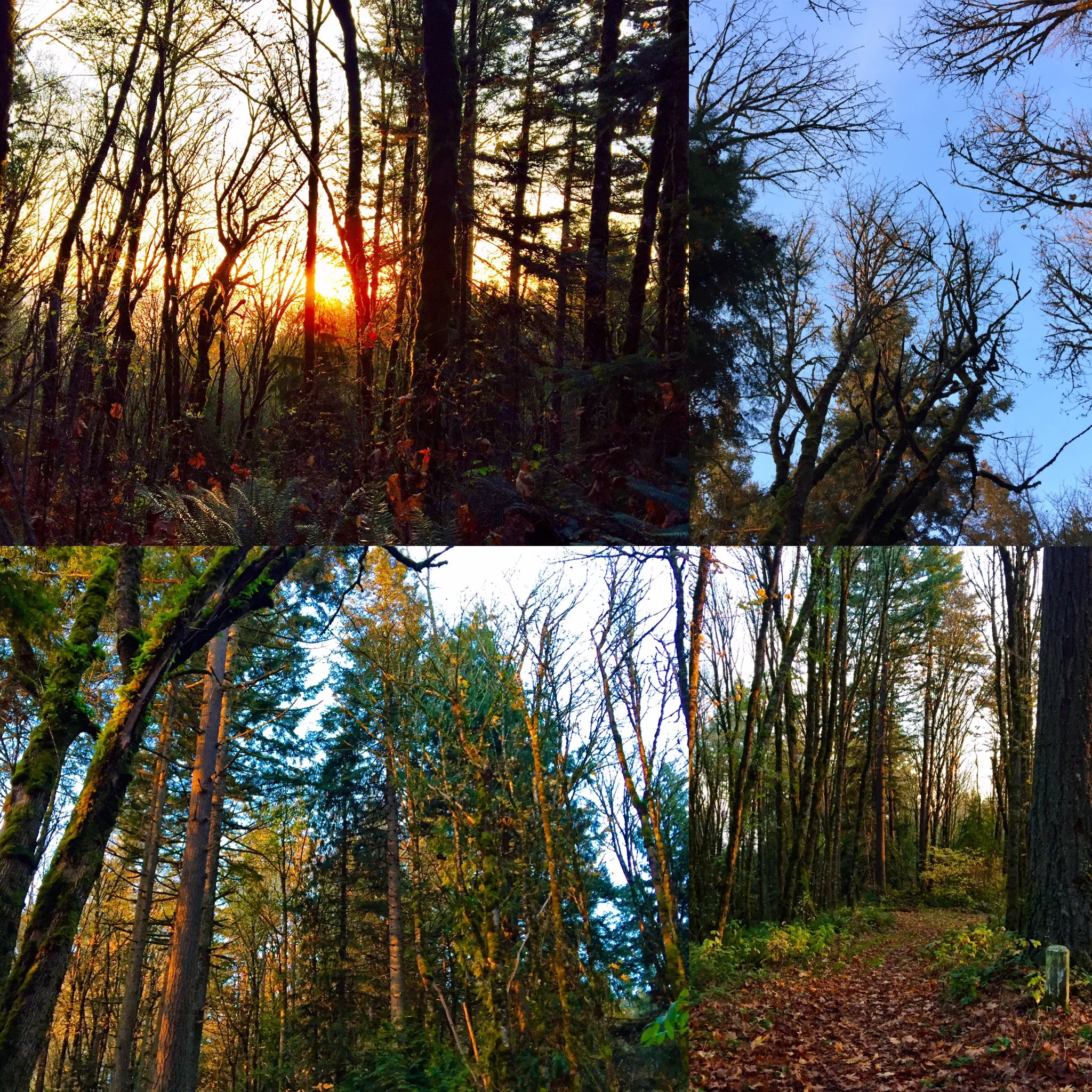 Sunrise, trees, and a path to follow.