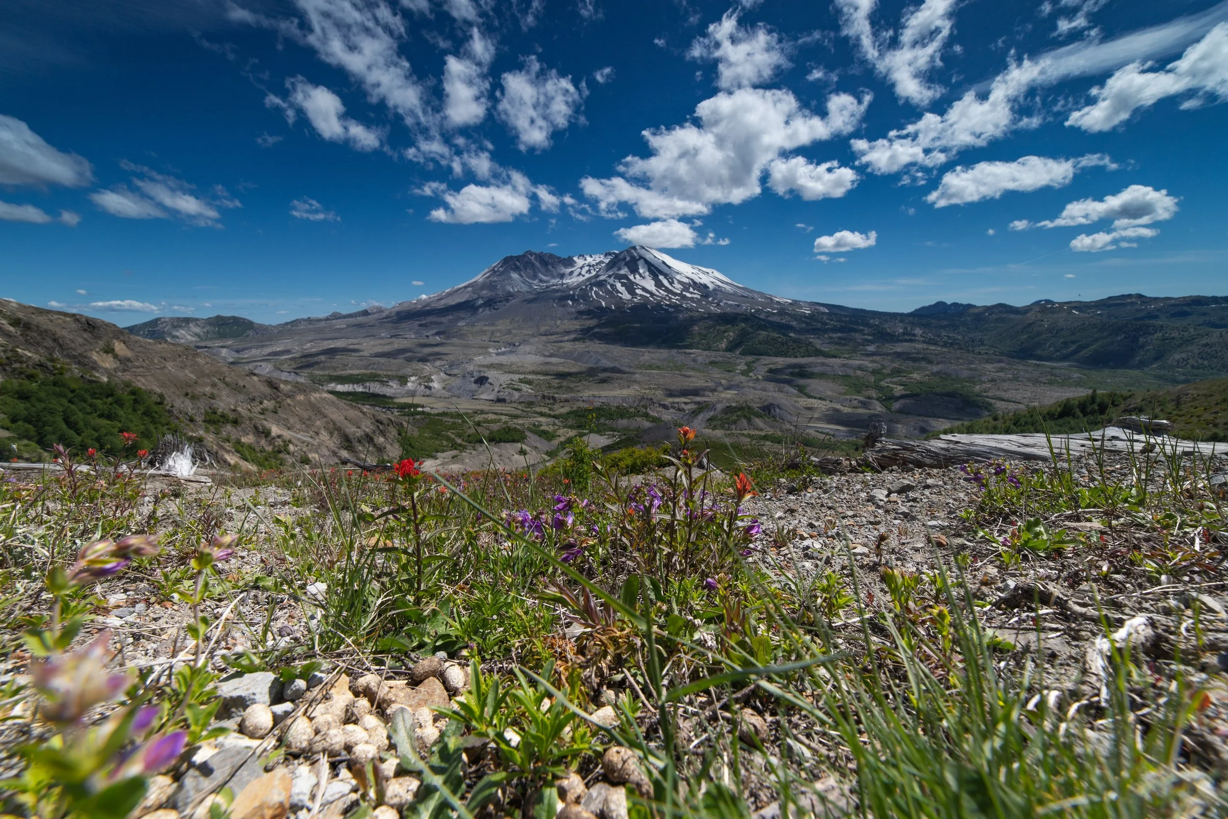 “Grows by the inch, dies by the foot”