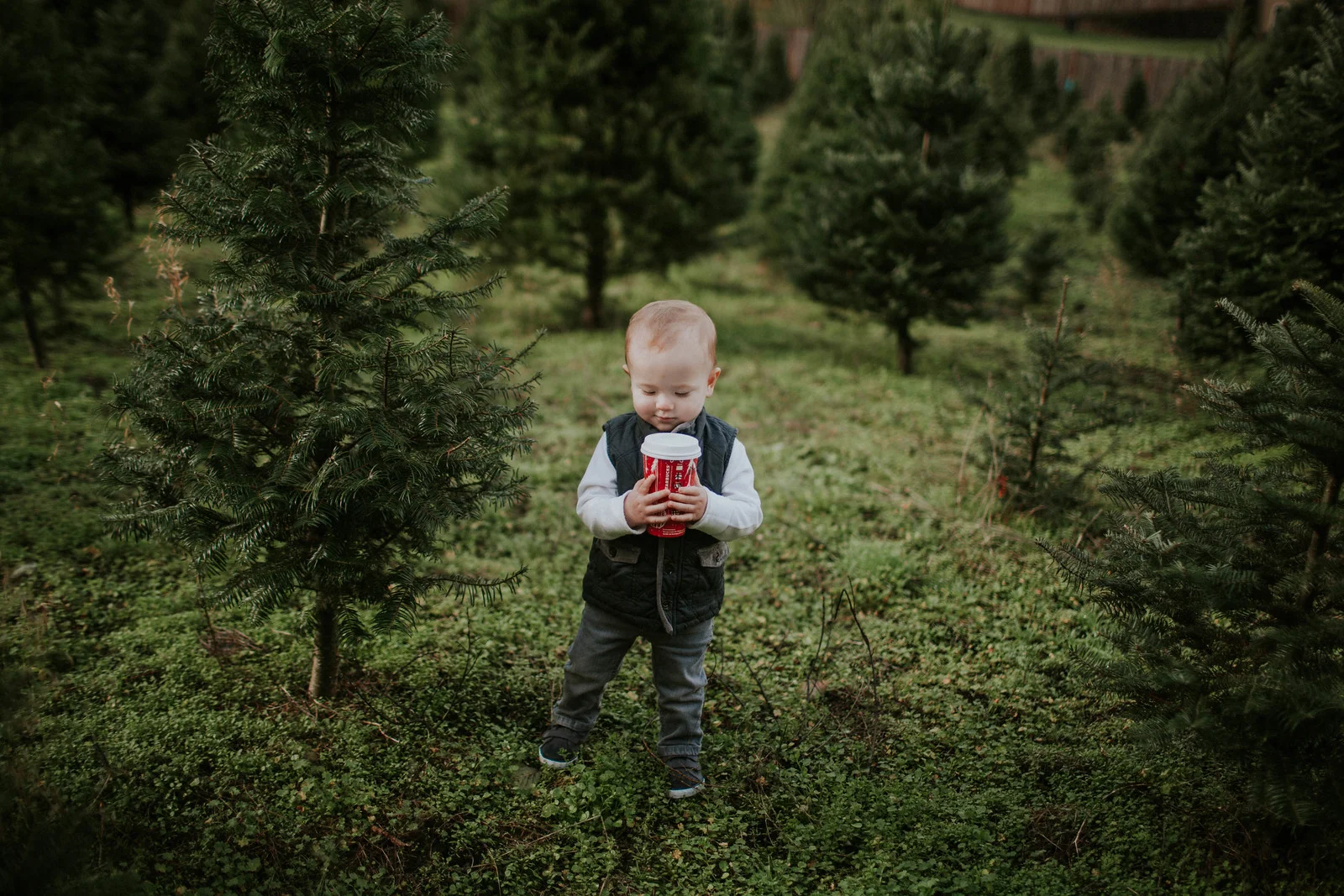 Tree Farm with the O'neals 2016-49.jpg