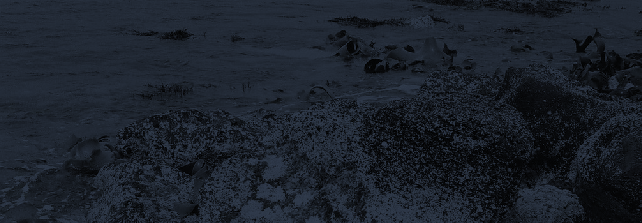Belfast-Wealth_Website-Banner-Employment.png
