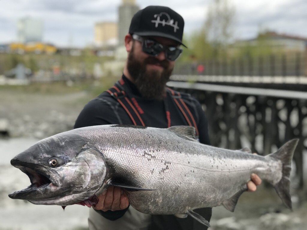 The Bait Shack  Anchorage, Alaska king and silver salmon fishing