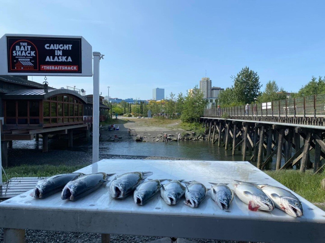 Silvers and Pinks for days!!

What&rsquo;s your plans for the weekend?

Fish On!

#shipcreek #anchorage #alaska
#thebaitshack #pinks #silvers #salmon #cohosalmon #pinksalmon #shacklife #urbanfishing