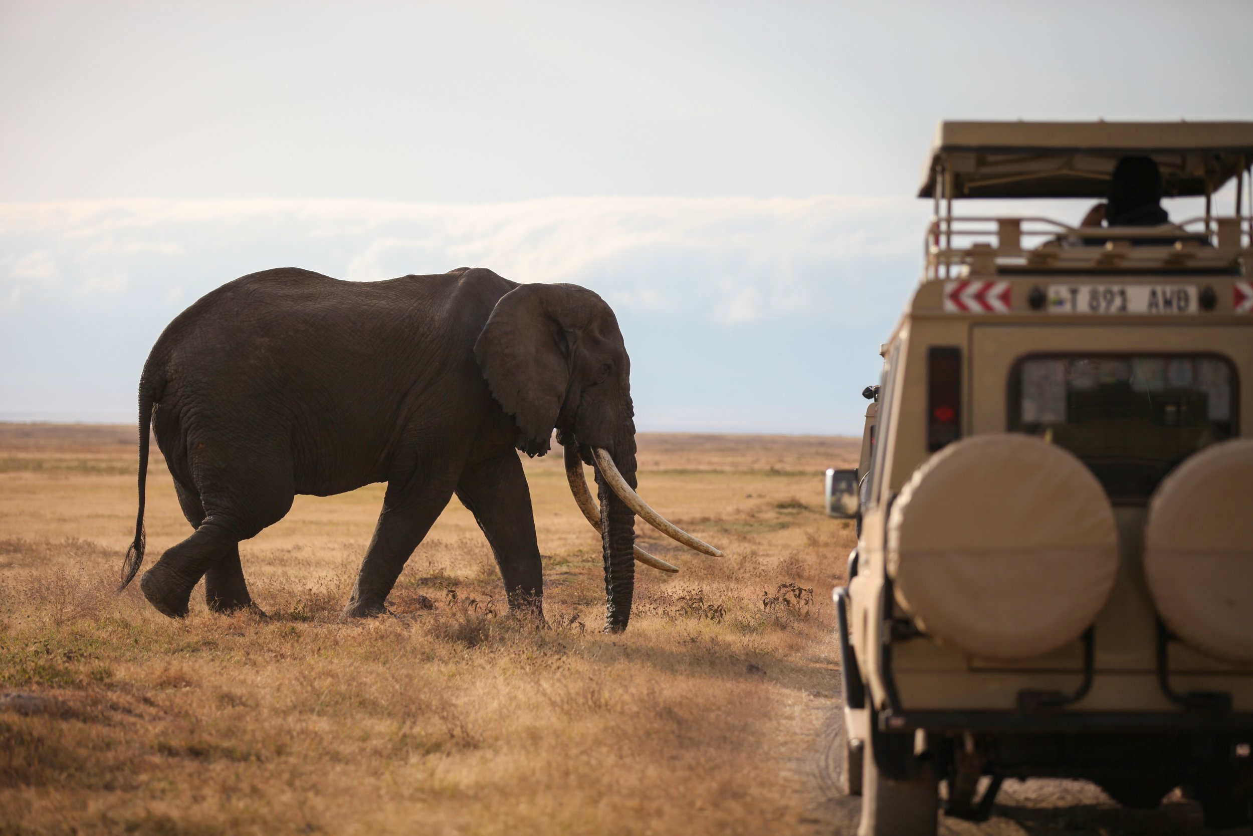 An elephant walking in a grassland with a safari vehicle nearby.