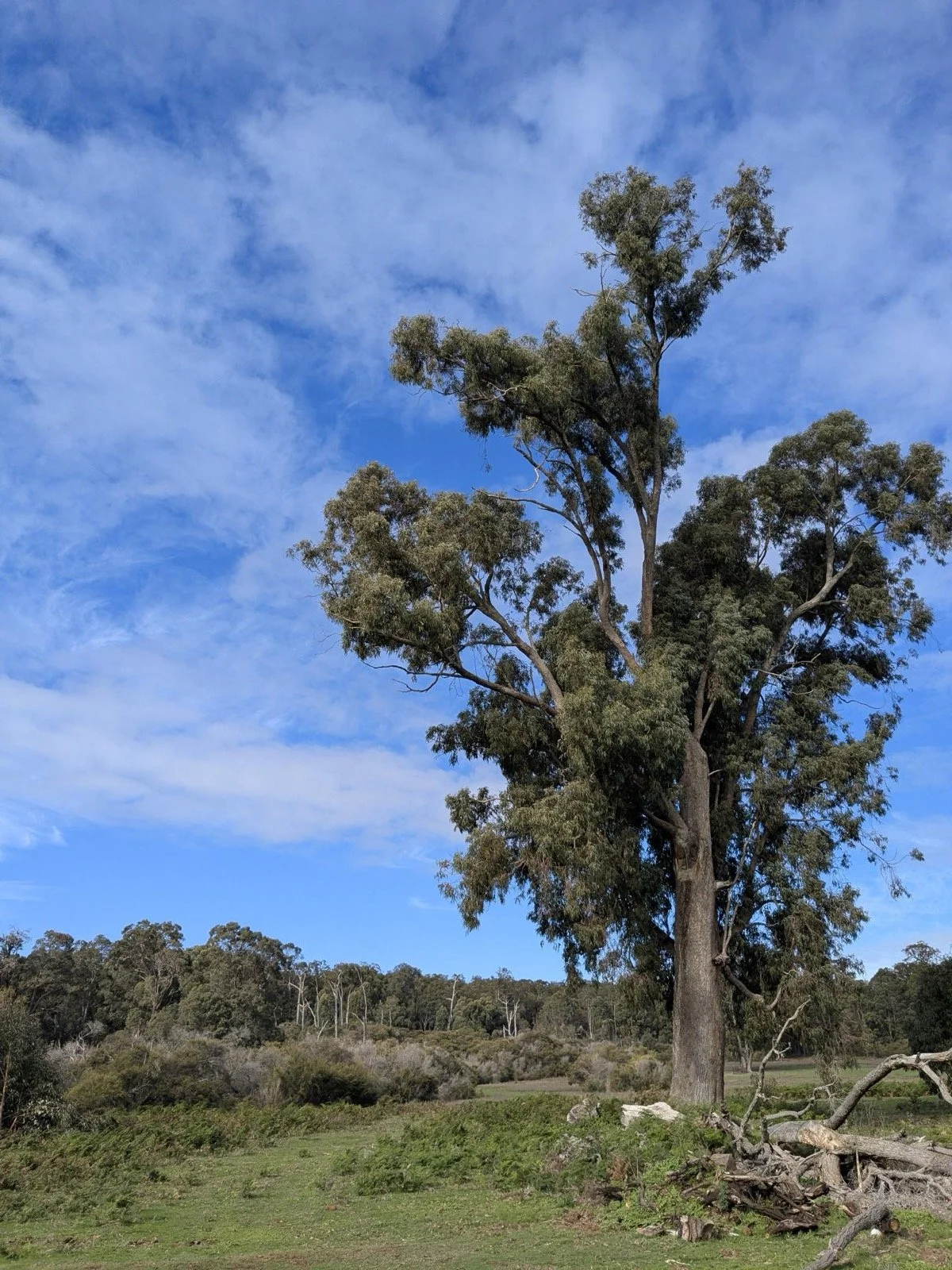 Lemuria Retreat Big Tree Photo.jpg