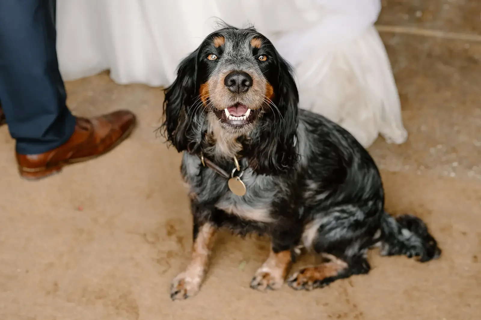 A happy black and tan English Setter dog sitting on a tan carpet, looking up with an open mouth, showing teeth, and wearing a collar with a round tag.