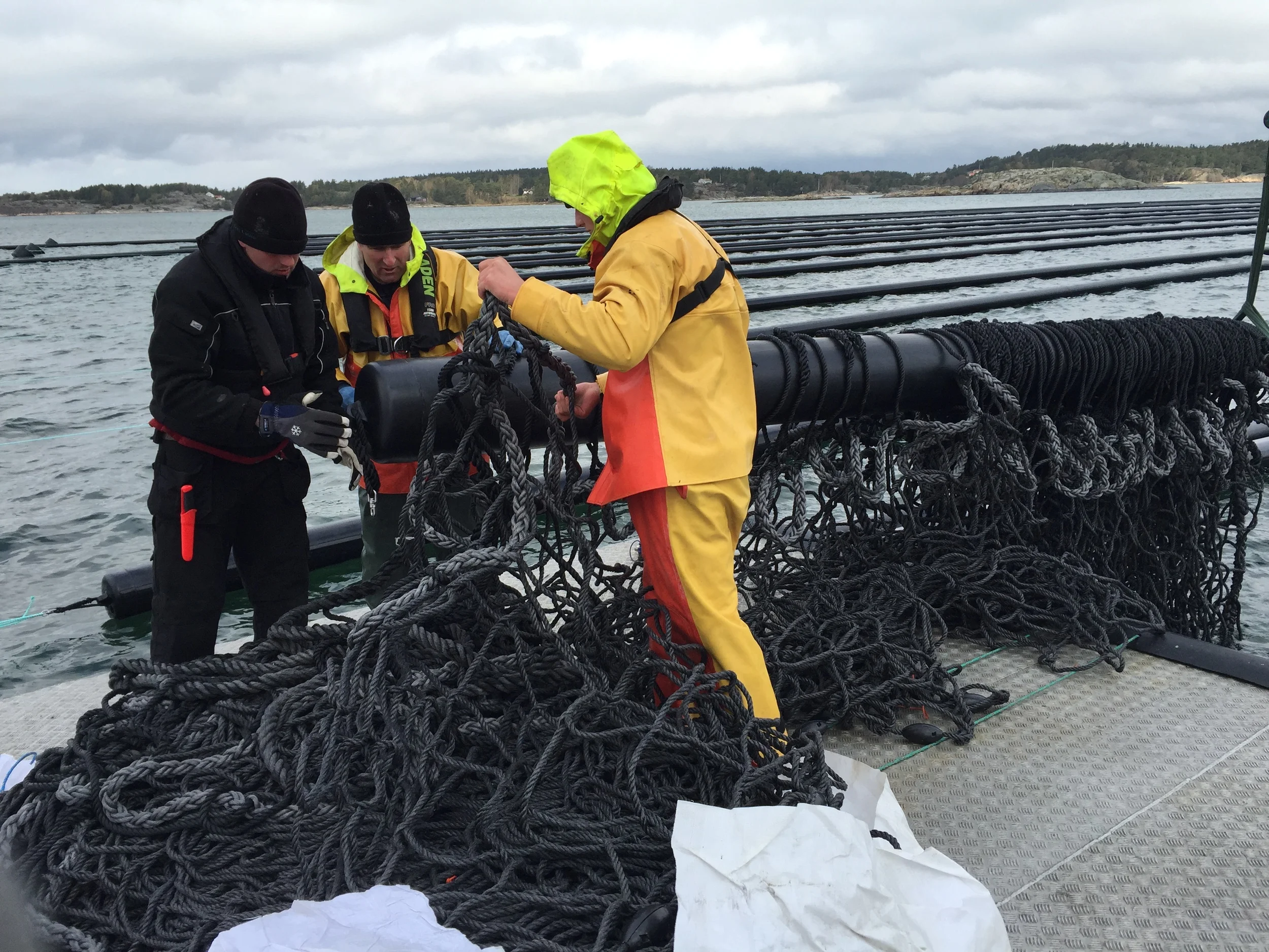 musselnät mont..JPG