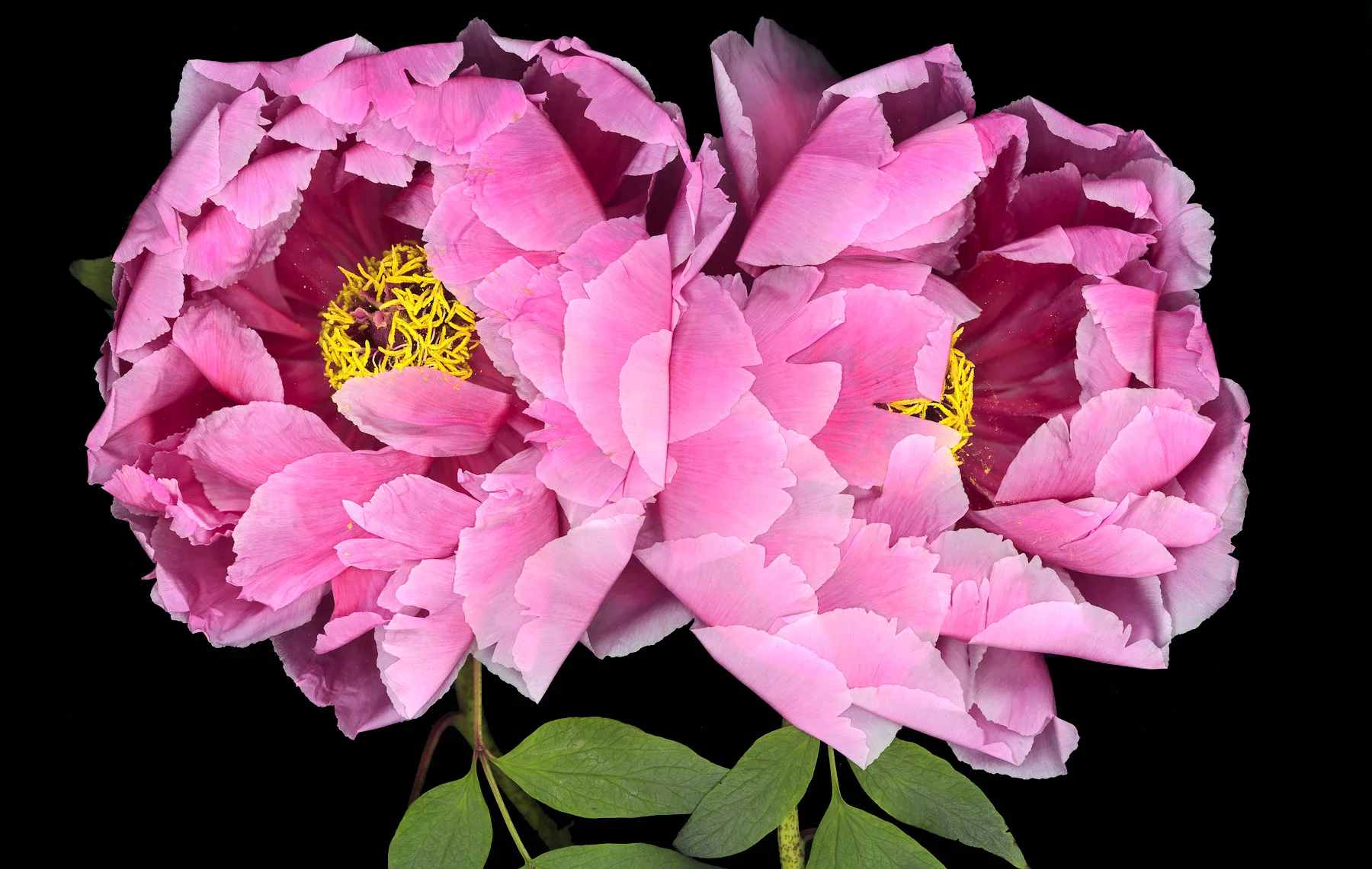 02_James-Robinson_Botanicals__peony-front-2nd-day__a.jpg