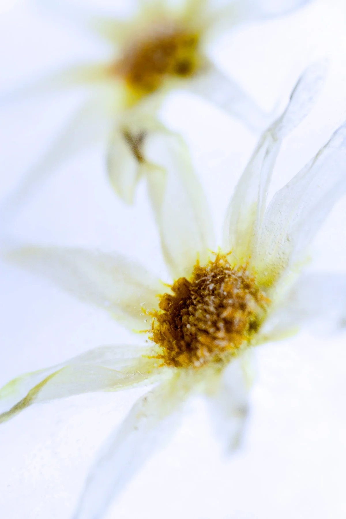 05_James-Robinson_Botanicals__working_3013.jpg