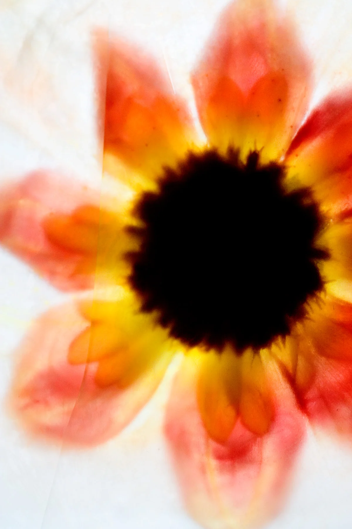 06_James-Robinson_Botanicals__working_2563.jpg