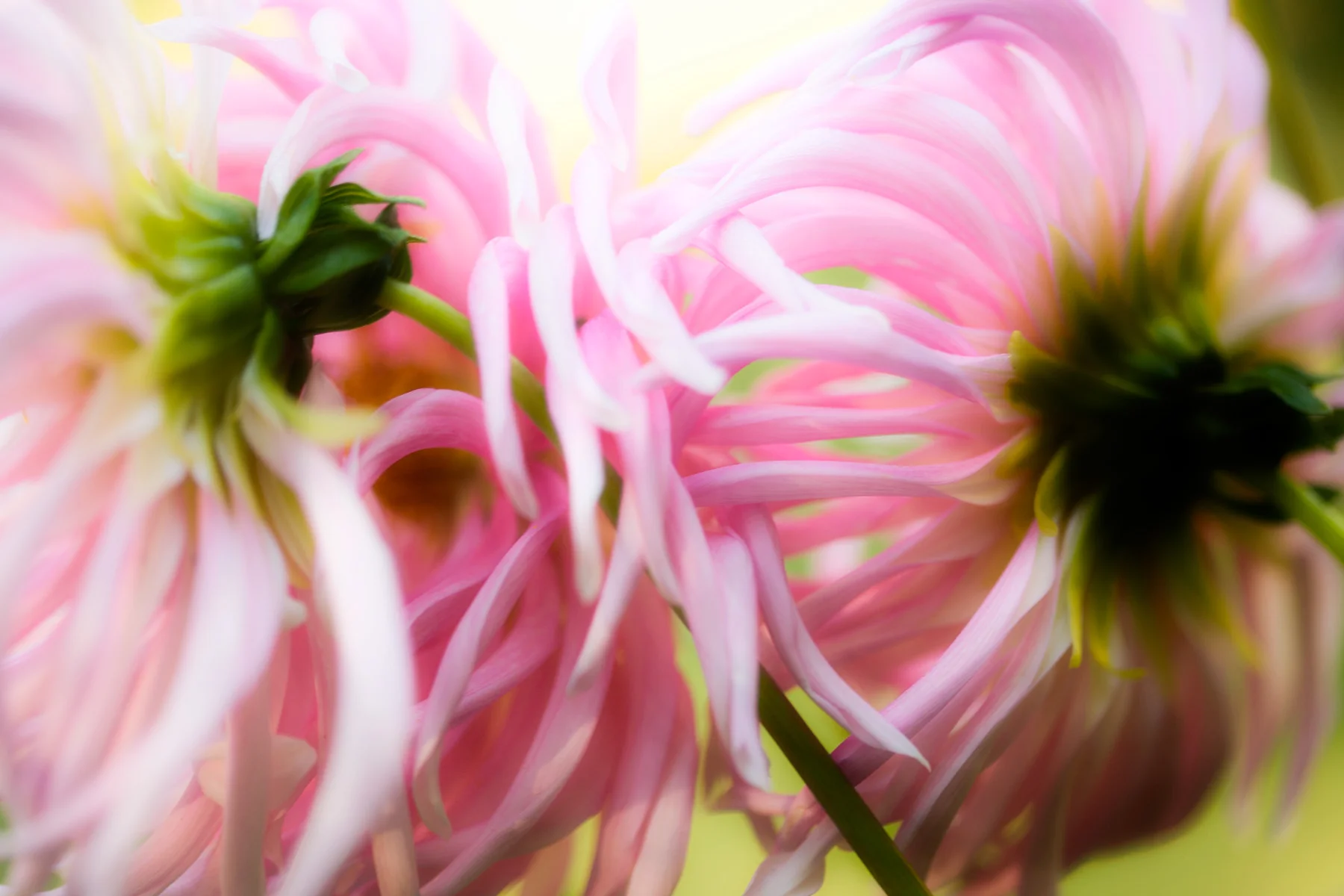 17_James-Robinson_Botanicals__working_1729.jpg