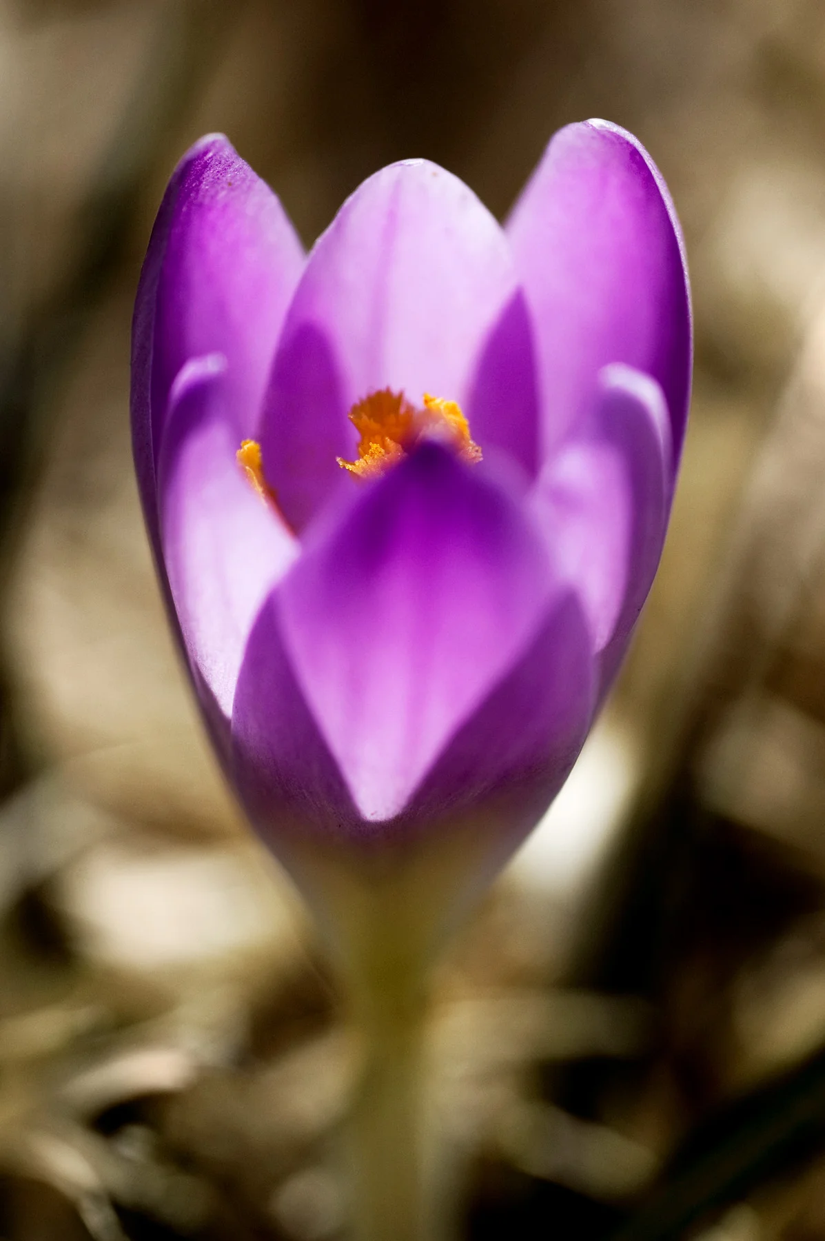 20_James-Robinson_Botanicals__working_0031.jpg