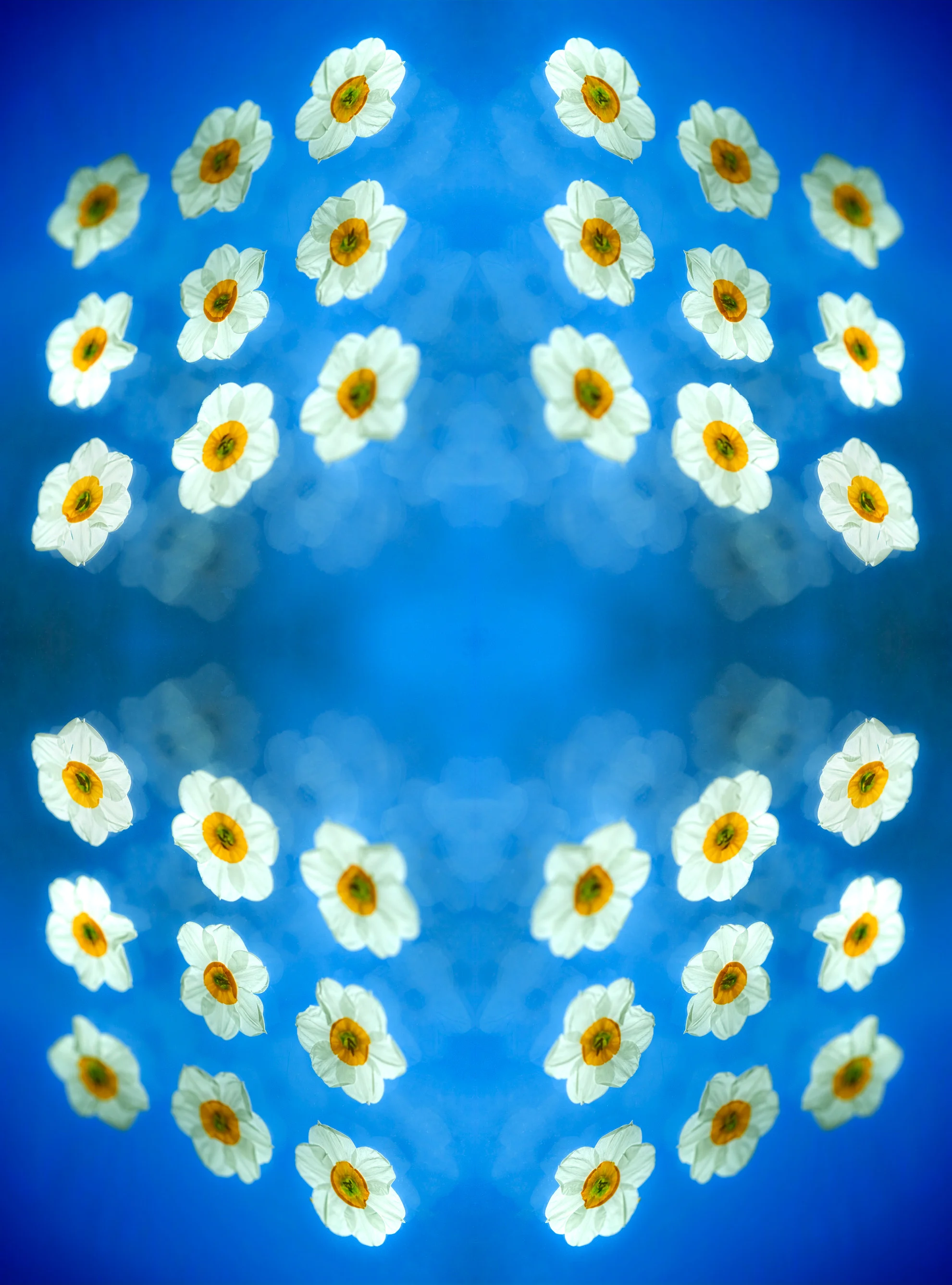 23_James-Robinson_Botanicals__Untitled-1.jpg